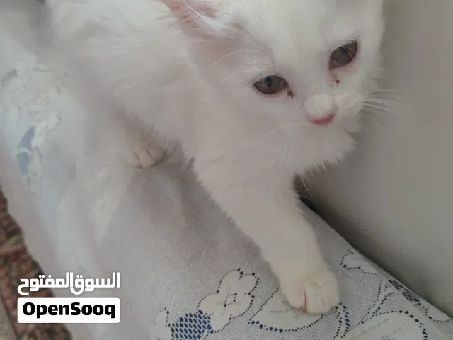 للبيع قطط اعمارهن شهرين اليفات متعودين على الحمام ولعيبات