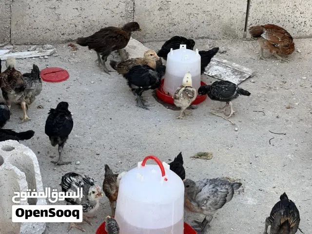 صياص بلدي.