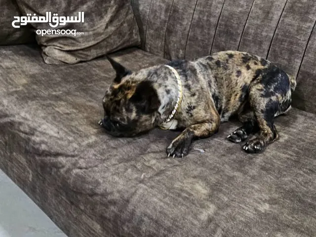فرينش بول دوج نثيه (الوصف مهم)