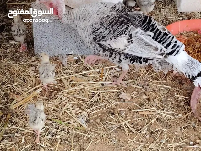 دجاجة ديك رومي