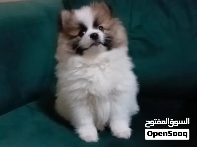 Pomeranian puppy