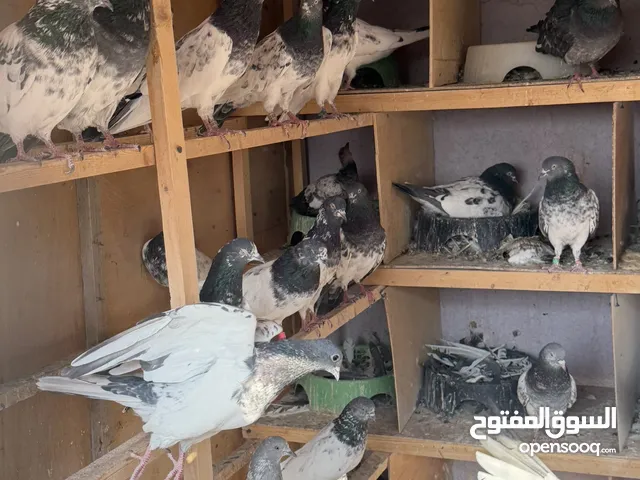 باكستانيات العدد 80 ينباعن شلع