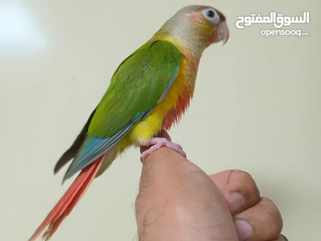 pineapple conure