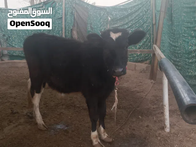 عجل للبيع مطلوب350