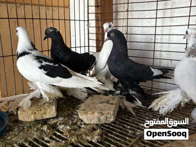 موجود سبعه ذكور هزاز
