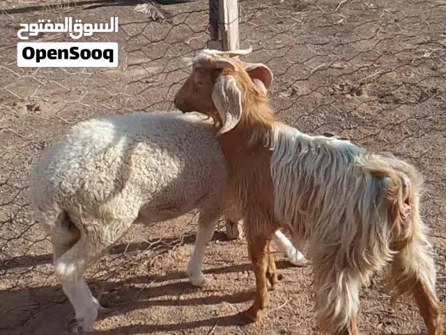 جدي الله يبارك