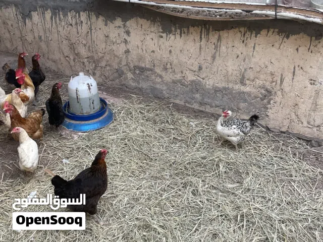 دياي حمام يوجد بعد