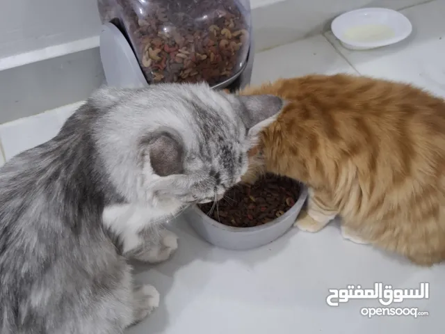 للبيع زوج قطط شيرازية