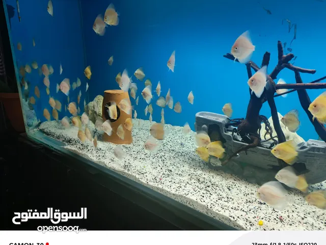 diskus yavrular ve çiftler var