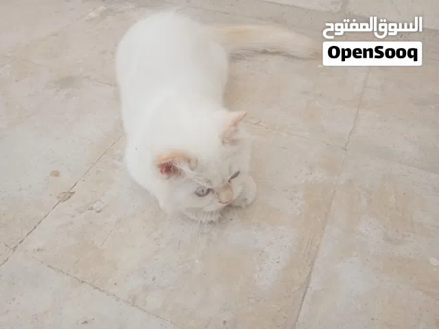 شانشيلا.انثى و دكر. العمر 6اشهر