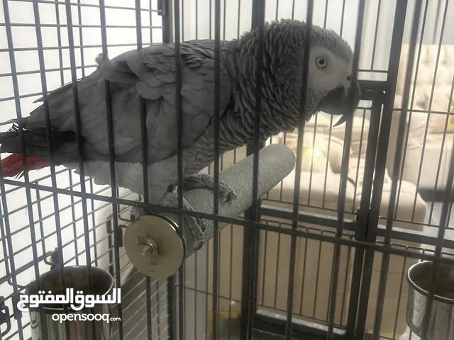 ببغاء كاسكو