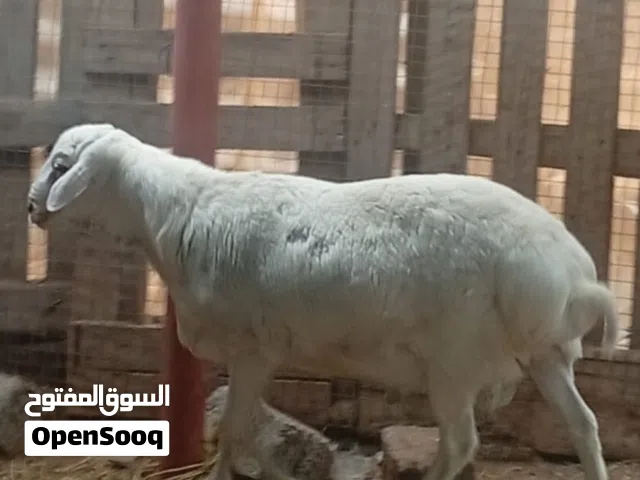 كبش مطعوم طعام الدار جاهز لذبح