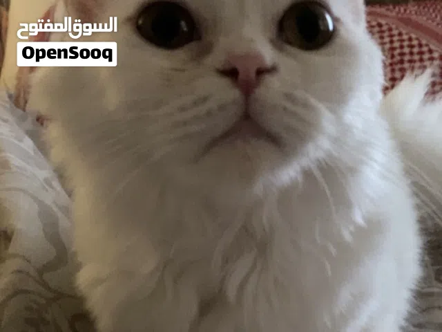 FEMALE 7 MONTHS OLD (PERSIAN AND BRITISH SHORT HAIR BREED) NOT SPAYED READY FOR BREEDING, CLINGY