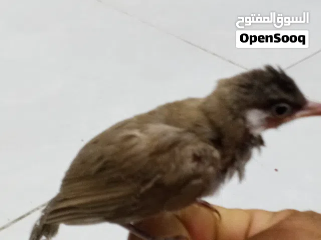 بلابل الفئات مخاليف ملأت الجزيره بدايه تغريد