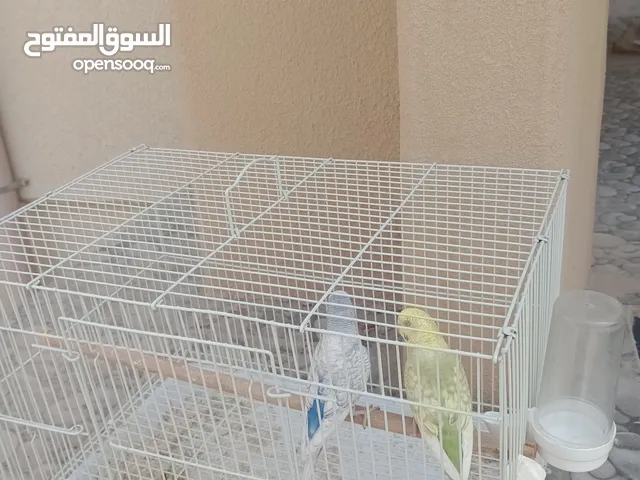 طيور حب جوز منتج