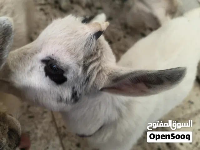تيس القزم شهر ونص