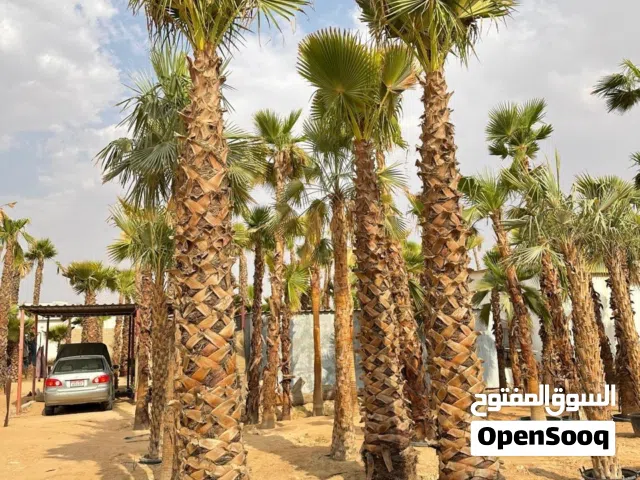 نخيل واشنطونيا للبيع مع التوصيل والزراعة في جميع أنحاء الإمارات