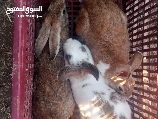 ارانب ذكر ونثيتين