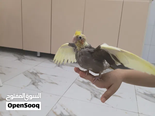 كوكتيل بقري عمره شهرين انتاجي مال بيت لعوب وياكل ونضيف حلو نشيط اقره وصف