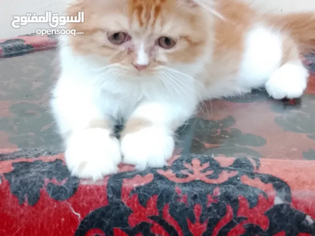 five little kittens