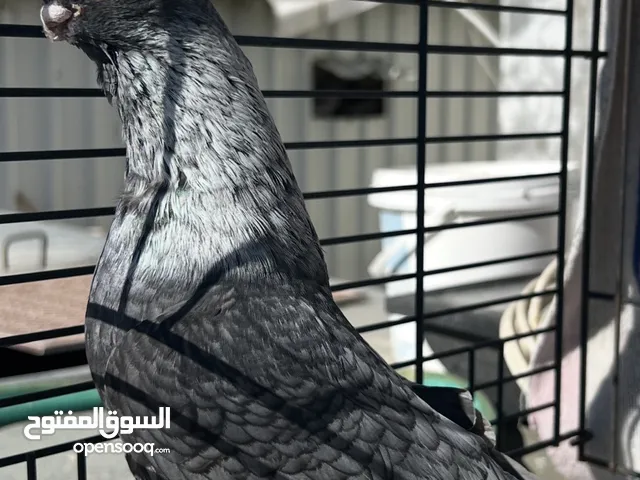 فحل قرقاطي