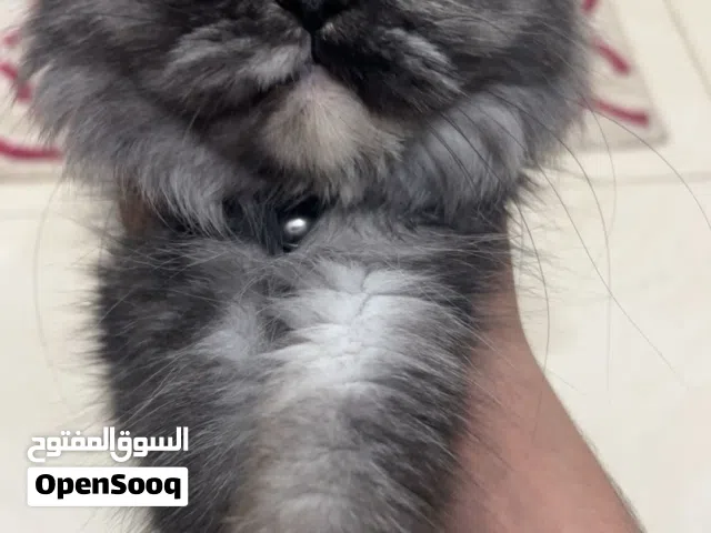 قط شيرازي  قابل للتفاوض