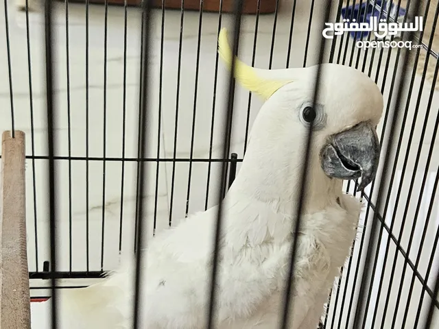 كوكاتو اليف