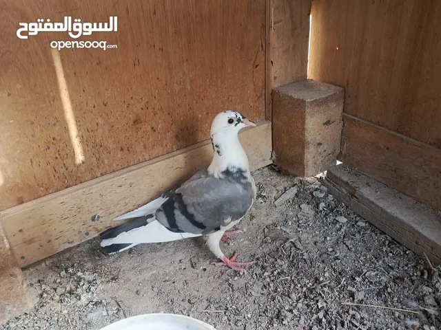 متاح تك زاجل صيد مخلف محجل 2025