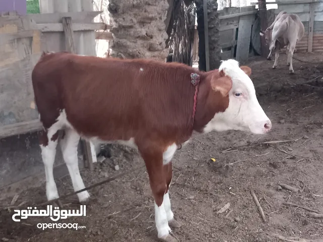 عجل _تبارك الرحمن _ذهب وحلوى