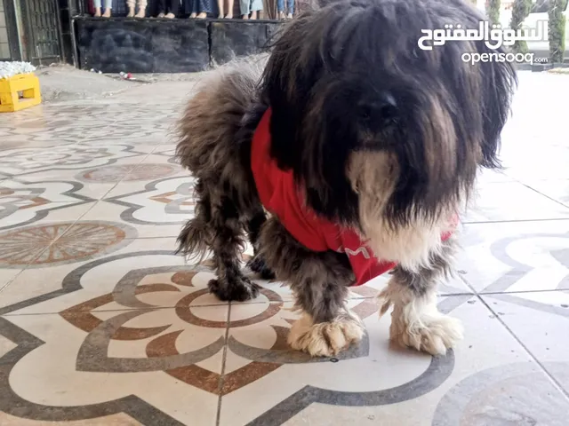 كلب فرنجي العمر 12شهر