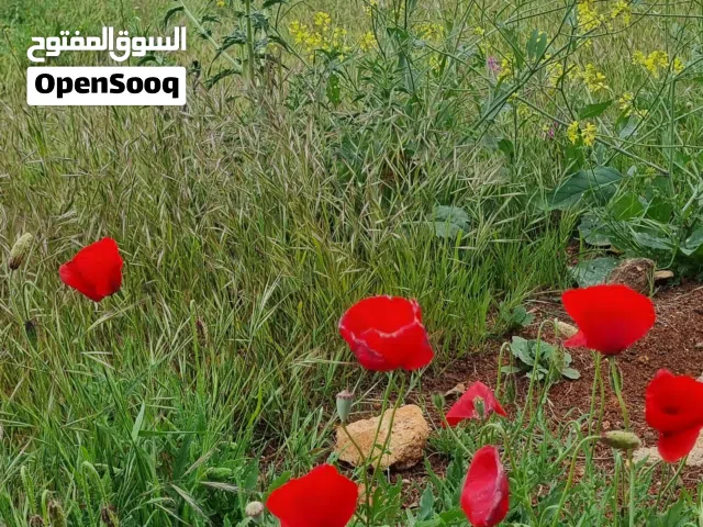3 قطع اراضي مساحة 1000 متر لكل قطعة موقع ممتاز