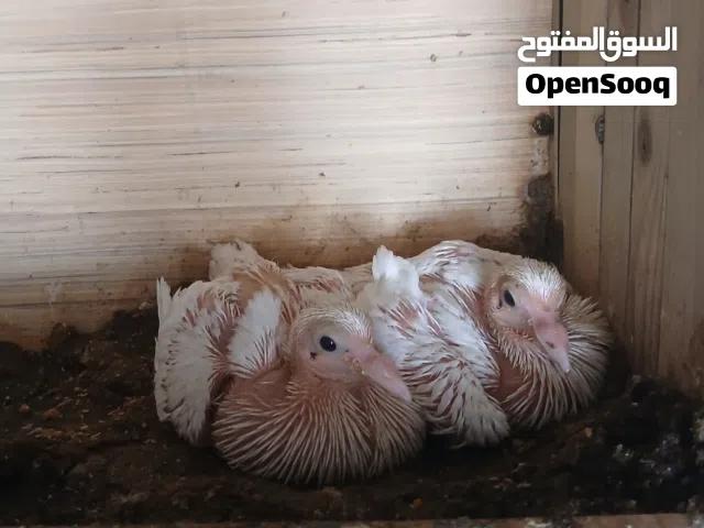 حمام بسعر الله يبارك
