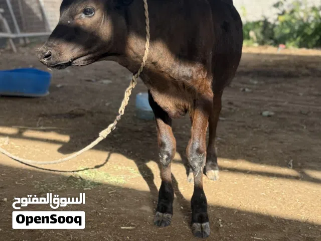 عجل نمساوي للبيع
