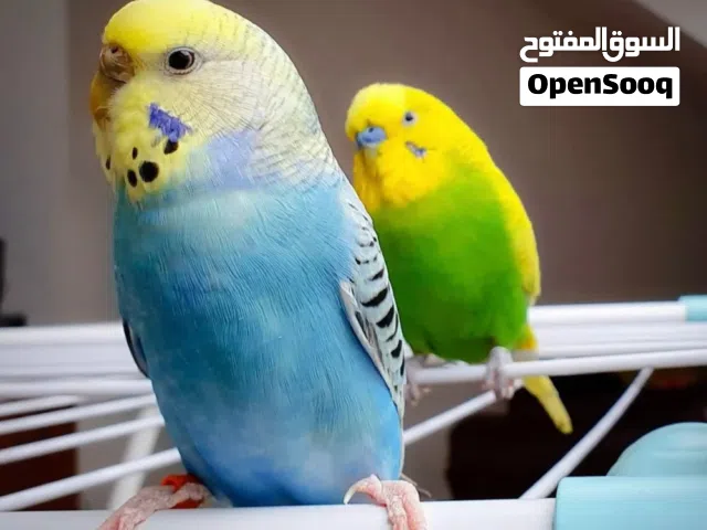 جواز حب للبيع او بدل على درة اقرا الوصف وبدفع فرقيه