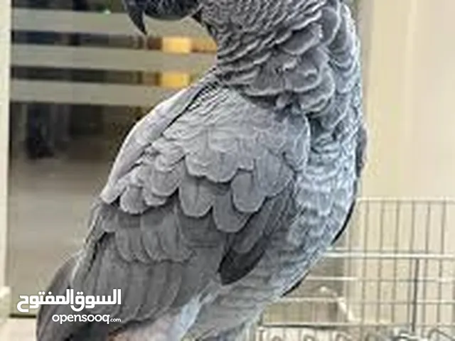 بغبغاء كاسكو للبيع افريقي يحتوي على حلقه ذهبيه