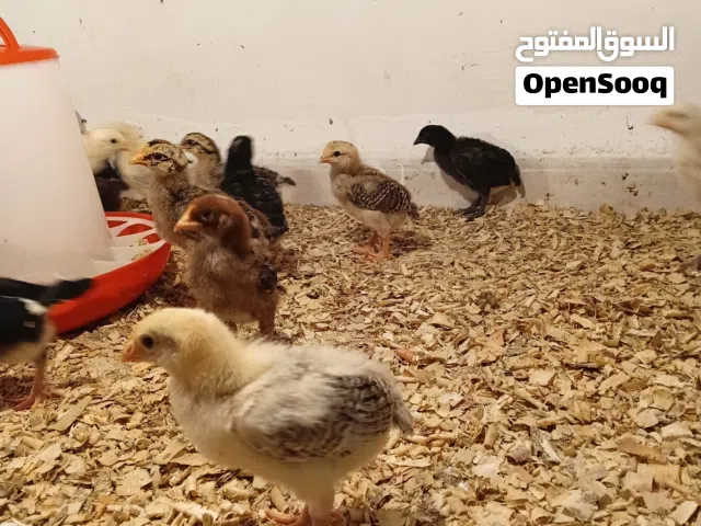 صوص بلدي نخب صحه ونضافه