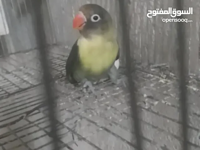 حبتين فيشر غير محددات الجنس على الاغلب فحول الحبه على 20د