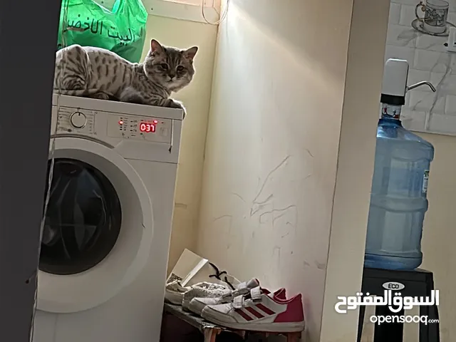 Toshiba 1 - 6 Kg Washing Machines in Abu Dhabi