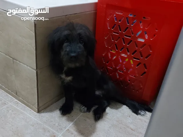 كلب شيتزو للبيع عمره 5 شهور