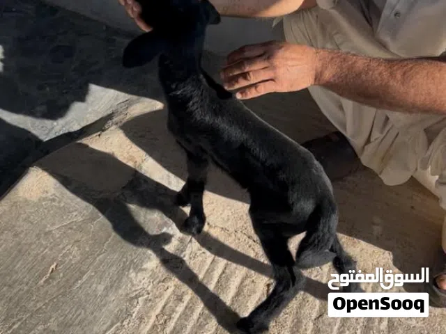 مذابر صغار ع 25 الواحد