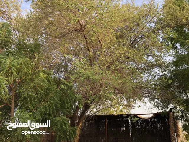 2 Bedrooms Farms for Sale in Al Dhahirah Dhank