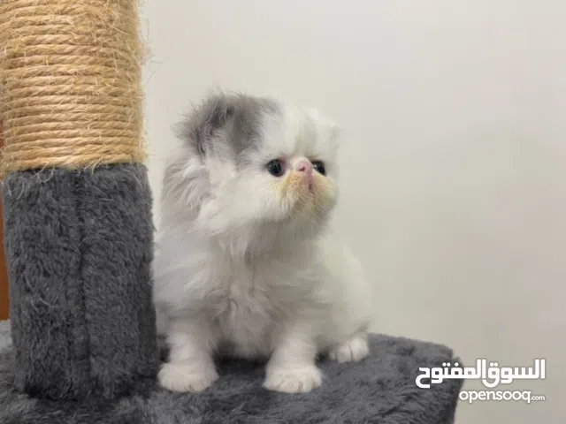 ذكر بيكي فيس