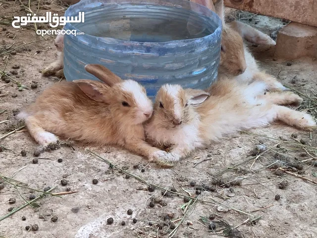 ارانب للبيع مفرد وجمله صغار وكبار ومختلف الالوان والانواع يوجد لدينا ألارنب البرّي وارانب زينه ملونه