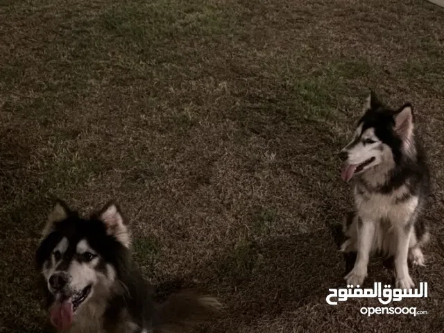 هاسكي الاثنين ويا بعض