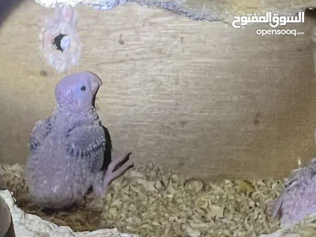 فروخ ببغاء كنيور يلو سايد دبل رد فاكتور