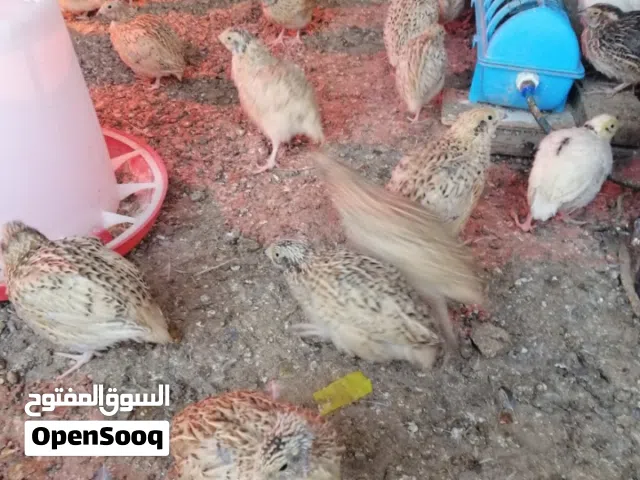 للبيع سمان للتربيه جمع الاعمار