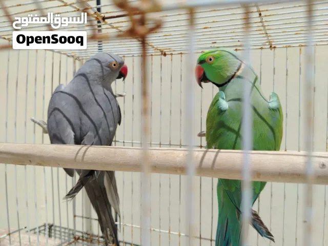 لتصفيه للبيع مجموعة ببغاوات انواع مختلفه