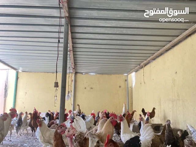 دجاج للبيع بياضات الوصف مهم