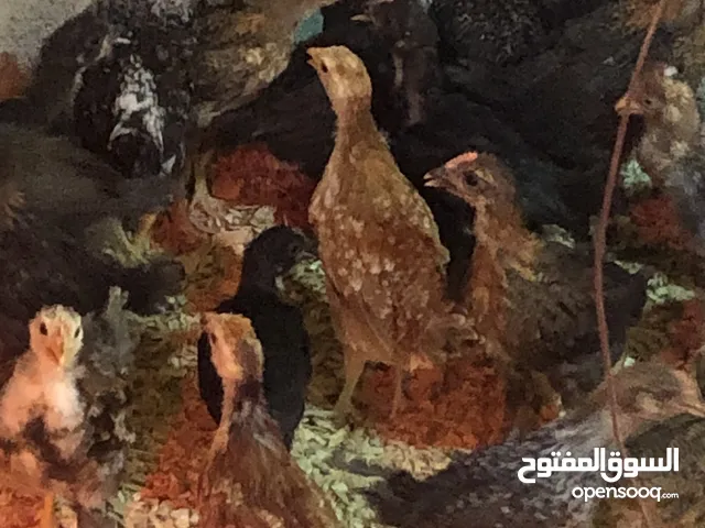 فلوس عربي الله يبارك العمر شهر