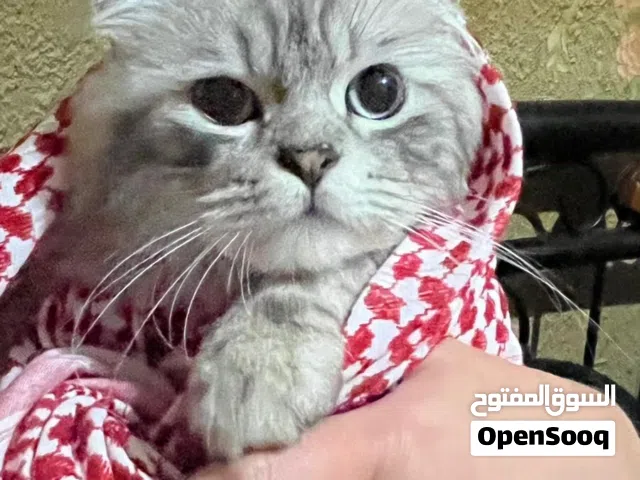 قطط همالايا ذكور واناث منتجيين للبيع للجادين فقط